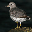 Surfbird